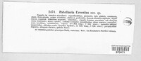 Rutstroemia urceolus image